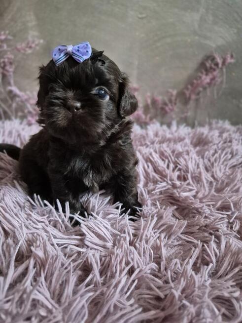 Przepiękny maleńki czekoladowy piesek Shih-Tzu