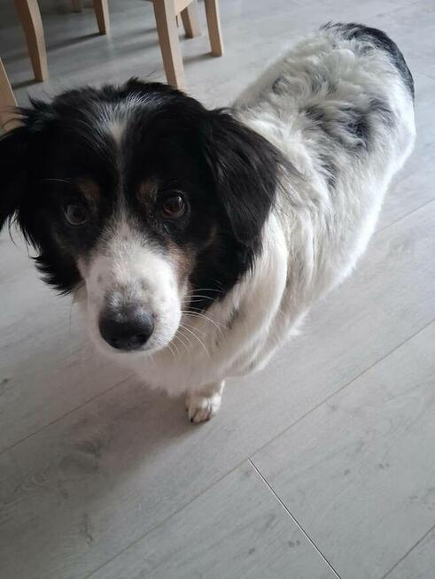 Rabi - domowy, wesoły, niewielki psiak PILNIE szuka domu!