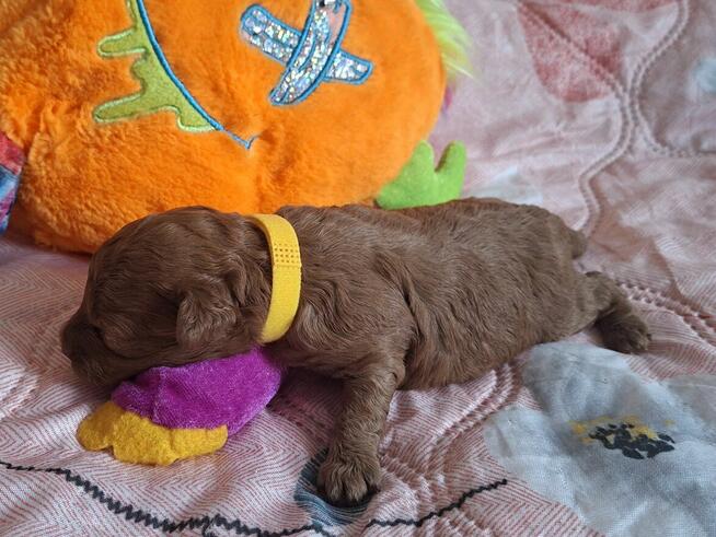 pudelki MINIATURK I/ TOY-badania genetyczne-od 18 pażdzierni