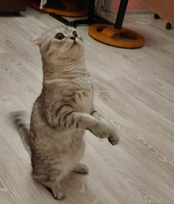 Kocięta rasy szkocki fold dostępne