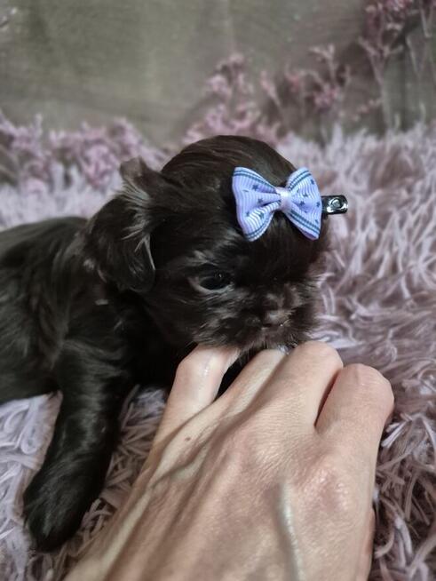 Przepiękny maleńki czekoladowy piesek Shih-Tzu