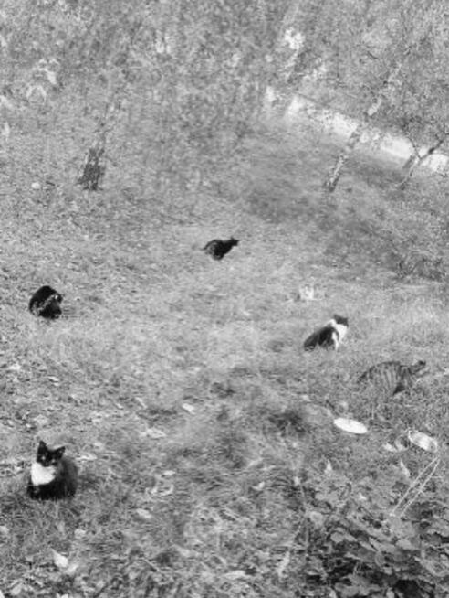 Bezdomne Kotki proszą o Twoją pomoc