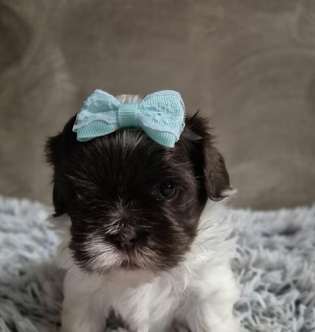 Shih-Tzu piękny maleńki piesek