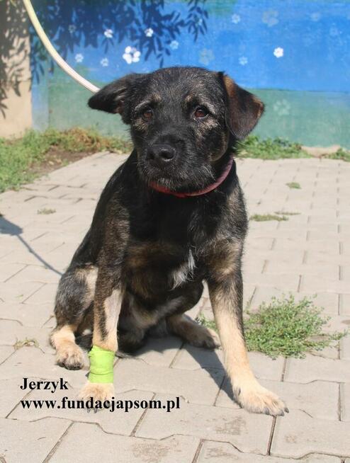 Jerzyk