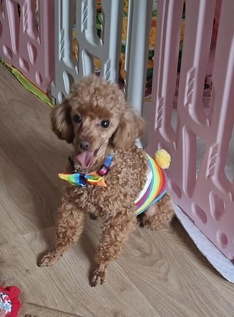 pudelki MINIATURK I/ TOY-badania genetyczne-od 18 pażdzierni