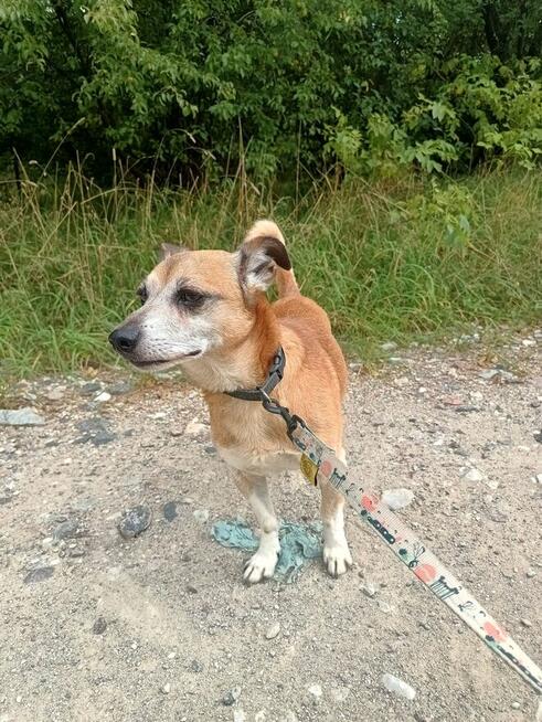 Maleńki Fikuś, domowy psiaczek szuka domu!