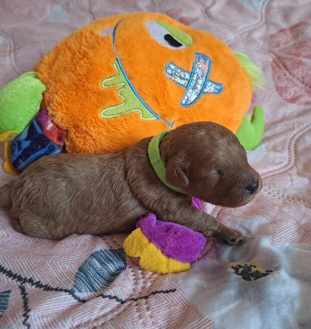 pudelki MINIATURK I/ TOY-badania genetyczne-od 18 pażdzierni