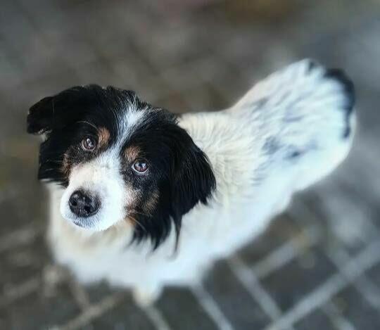 Rabi - domowy, wesoły, niewielki psiak PILNIE szuka domu!