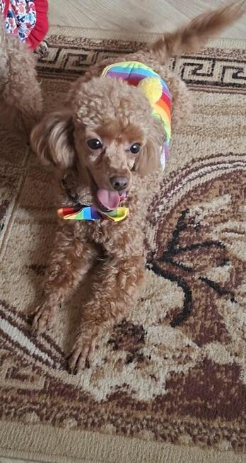 pudelki MINIATURK I/ TOY-badania genetyczne-od 18 pażdzierni