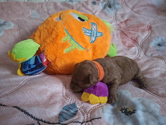 pudelki MINIATURK I/ TOY-badania genetyczne-od 18 pażdzierni