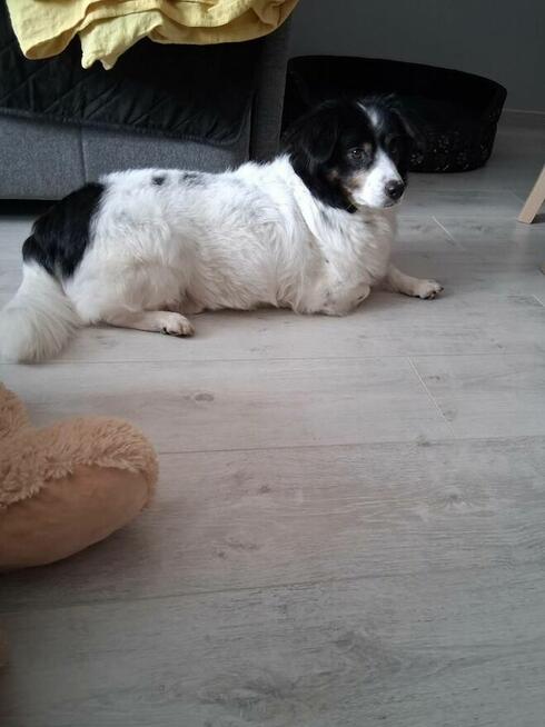 Rabi - domowy, wesoły, niewielki psiak PILNIE szuka domu!