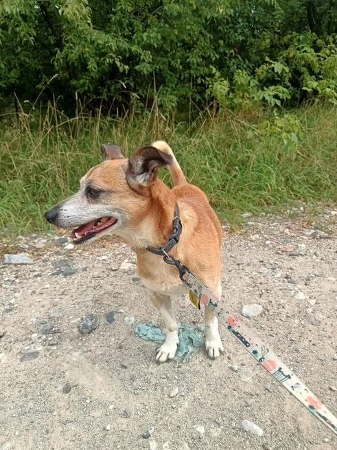Maleńki Fikuś, domowy psiaczek szuka domu!