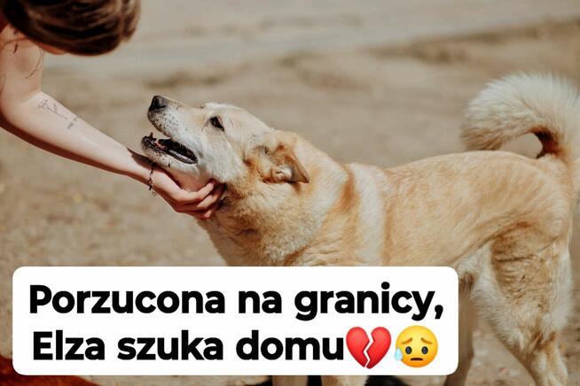 Elza - pies anioł, kochana, łagodna sunia