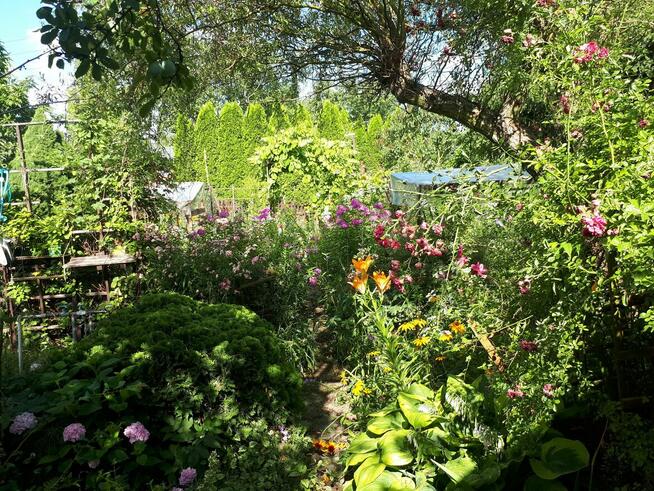 Działka ROD Altana Wyszków