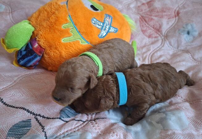 pudelki MINIATURK I/ TOY-badania genetyczne-od 18 pażdzierni