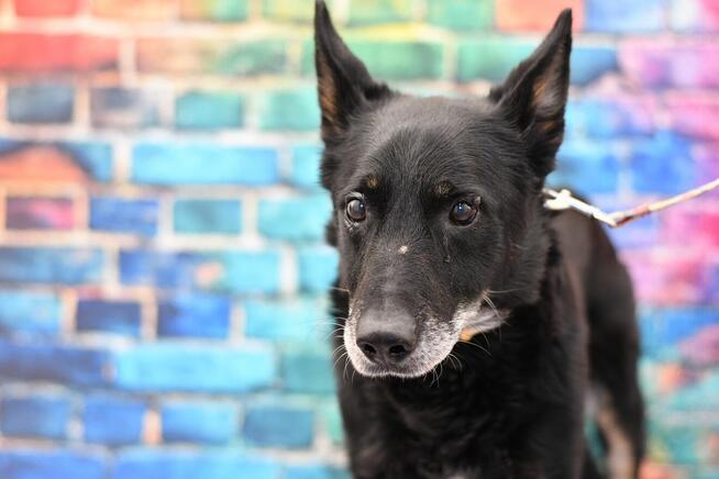 Seniorek Sajmon błaga o kochający domek!