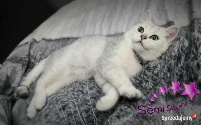 Kot brytyjski krótkowłosy srebrne kociaki kocurki na kolanka