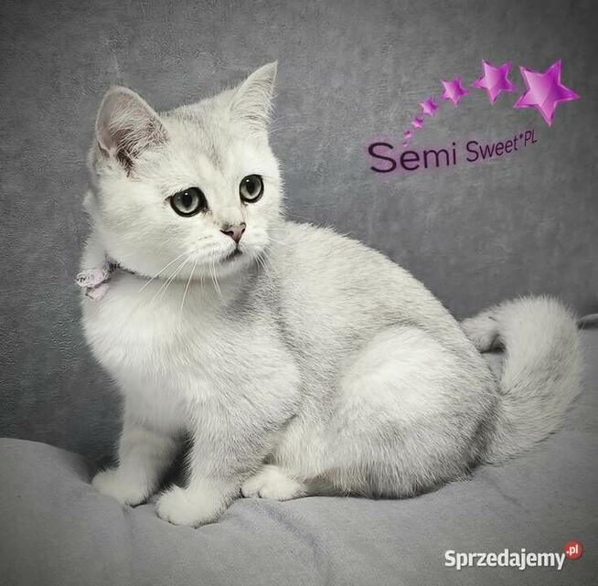 Kot brytyjski krótkowłosy srebrne kociaki kocurki na kolanka