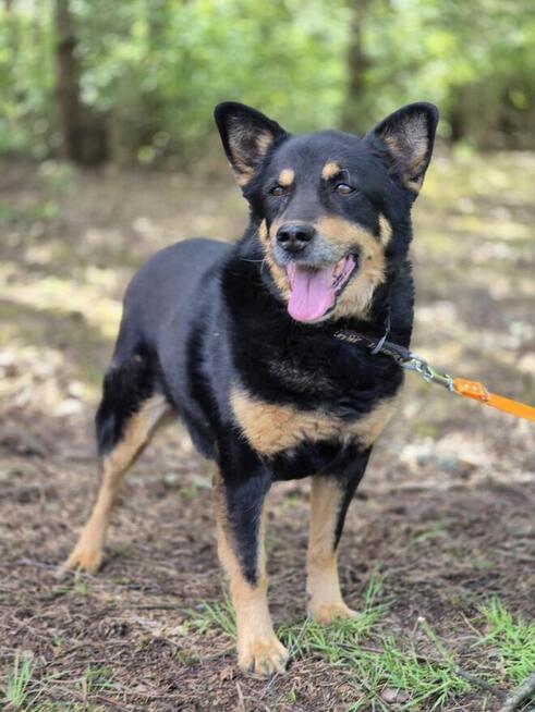 Pedro - grzeczny, przyjazny psiak szuka domu!