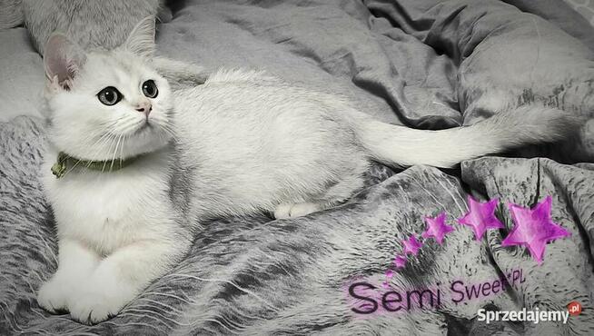 Kot brytyjski krótkowłosy srebrne kociaki kocurki na kolanka