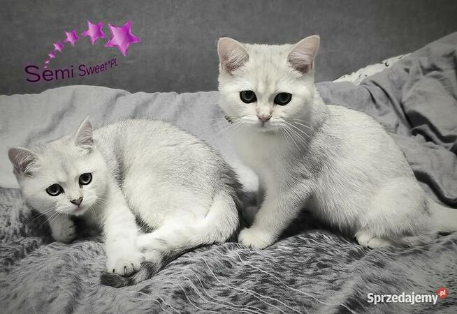 Kot brytyjski krótkowłosy srebrne kociaki kocurki na kolanka