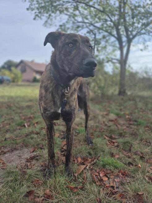 Blum - młody, wychowany z dziećmi, aktywny pręgus!