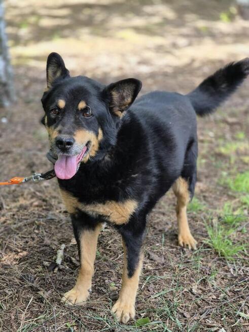 Pedro - grzeczny, przyjazny psiak szuka domu!