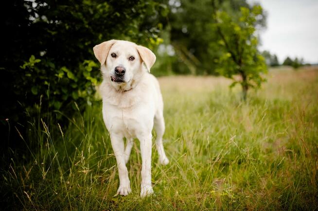 Kokos -przyjazny biszkoptowy labek szuka domu!