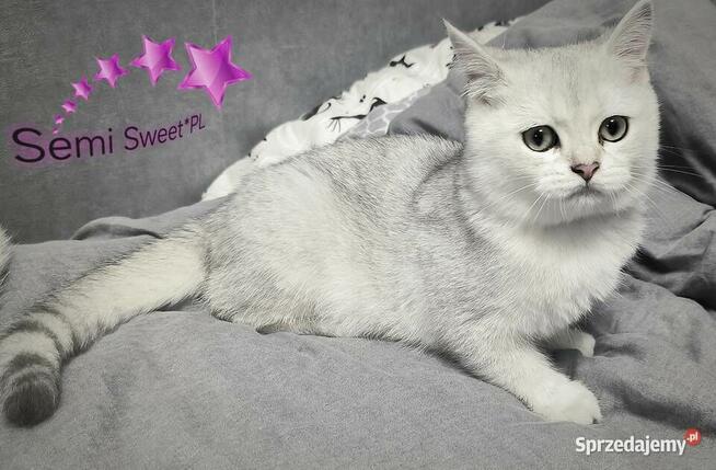 Kot brytyjski krótkowłosy srebrne kociaki kocurki na kolanka