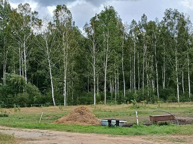 Dom-siedlisko na sprzedaż