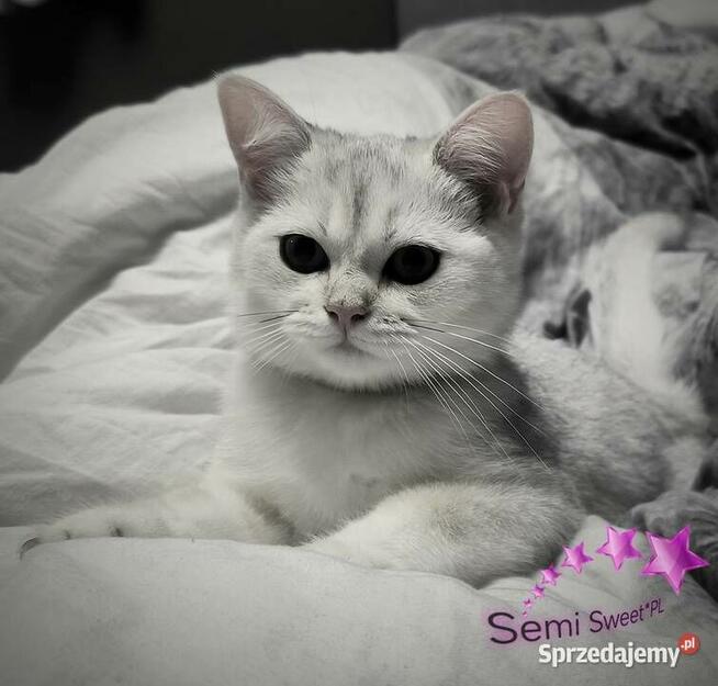 Kot brytyjski krótkowłosy srebrne kociaki kocurki na kolanka
