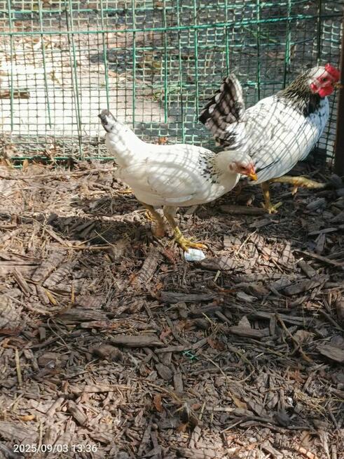 Zamienię kogutka rasy SERAM na innego kogutka tej rasy