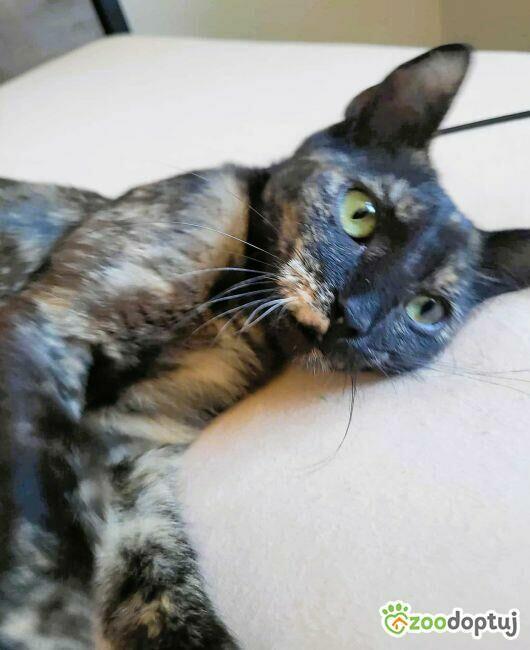 PLAMKA - piękna, szylkretowa koteczka do adopcji