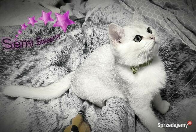Kot brytyjski krótkowłosy srebrne kociaki kocurki na kolanka