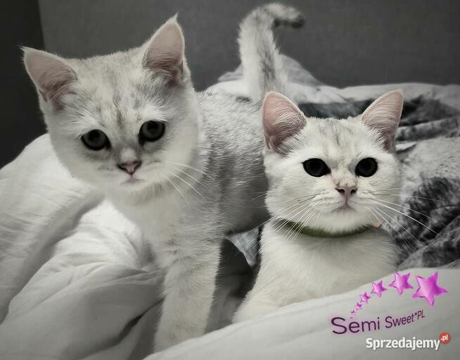 Kot brytyjski krótkowłosy srebrne kociaki kocurki na kolanka