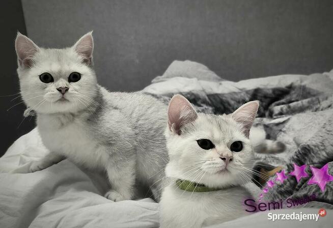 Kot brytyjski krótkowłosy srebrne kociaki kocurki na kolanka