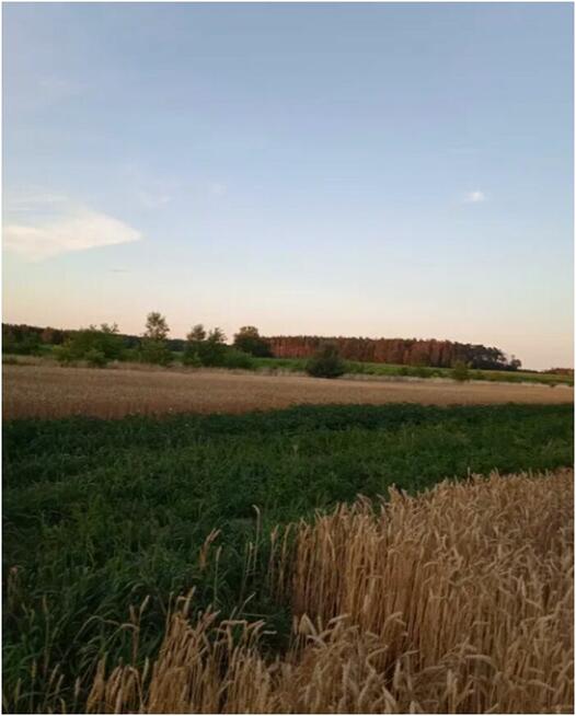 Działka budowlana 17 arów Brzeg Dolny Wołów 50 zł m2