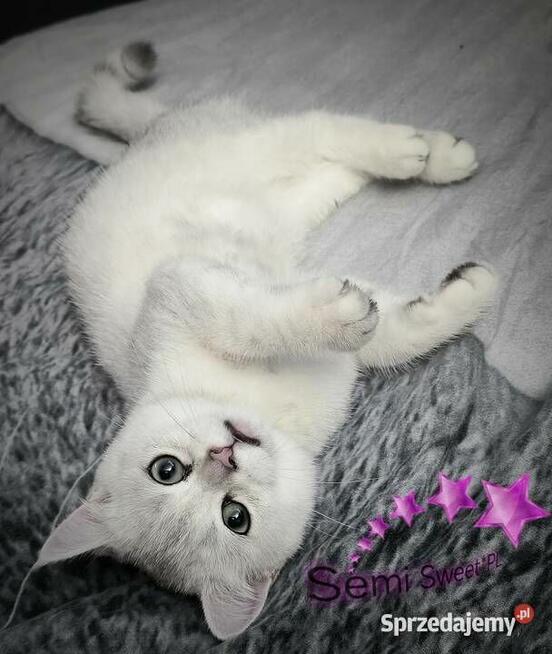 Kot brytyjski krótkowłosy srebrne kociaki kocurki na kolanka