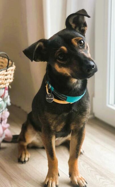 MANIA - 10 miesięczna, kochana sunia szuka dobrego domu