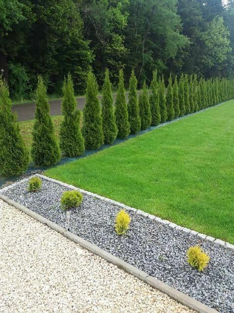 Tuja szmaragd szmaragdowa tuje