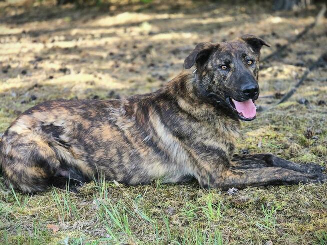 Blum - młody, wychowany z dziećmi, aktywny pręgus!