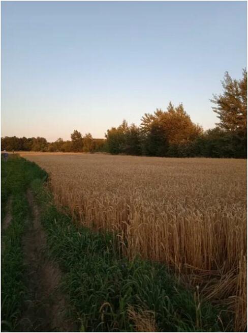 Działka budowlana 17 arów Brzeg Dolny Wołów 50 zł m2