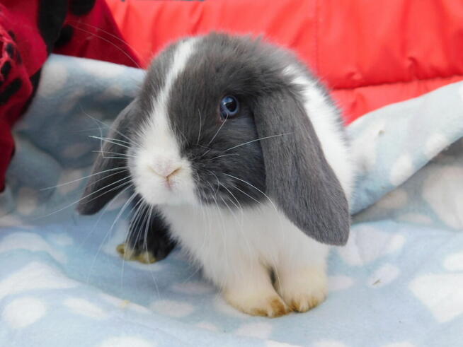 Samczyki mini lop niebiesko białe