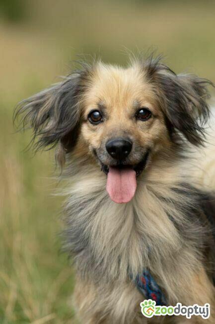 PUSZEK - mały, wrażliwy psiak szuka najlepszego domu