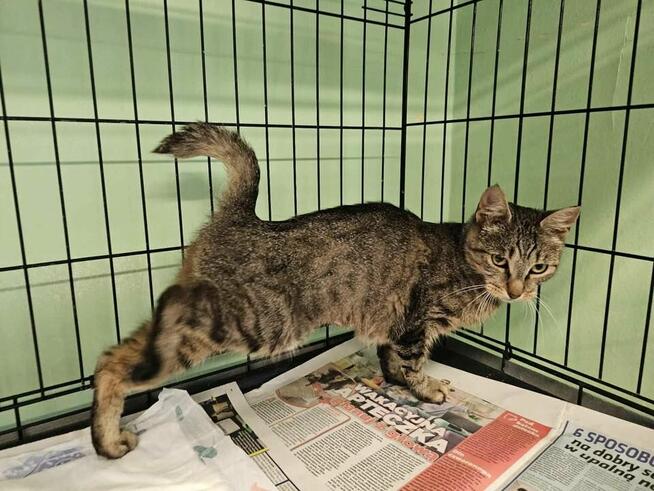 Buraska z Białołęki