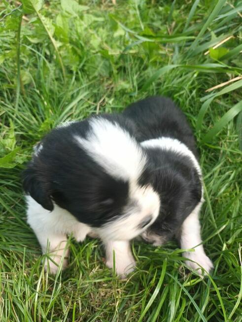 Oddam pieski mama shi tzu