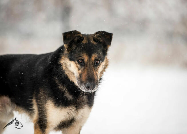 9lat w Fundacji. Pogodny Leo szuka domu