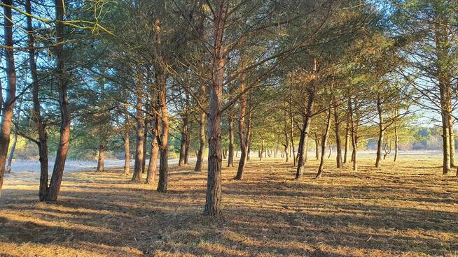 Działki nad rzeką – inwestycja/wypoczynek, Bałtów, Jura Park
