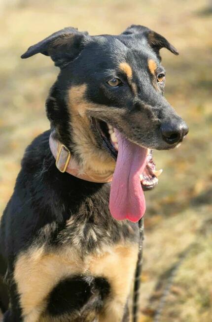 FIGARO - aktywny, wesoły, super pies do adopcji