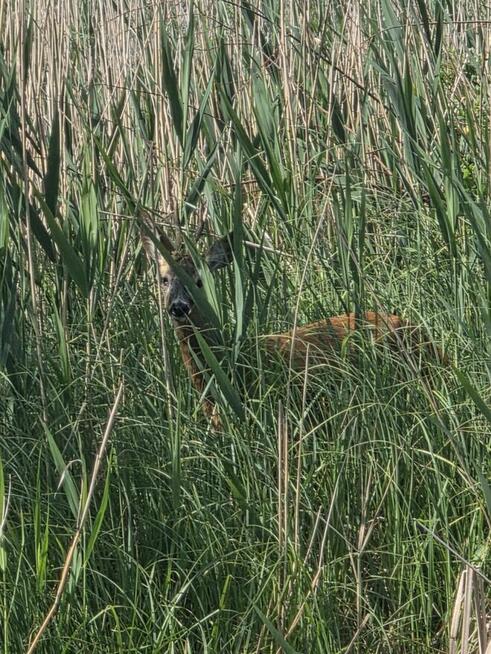 Zamienię 84 ary działk przy parku handlowym w Tomaszowie lub